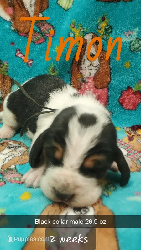 Timon – Basset Hound puppy for sale in Summersville, MO