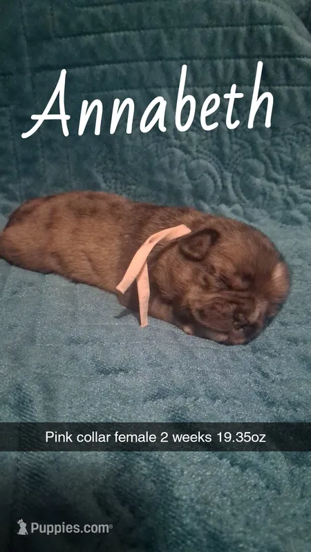 Annabeth  – Pug puppy for sale in Summersville, MO