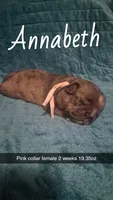 Annabeth , a female Pug for sale in Summersville, MO – 1 of 5