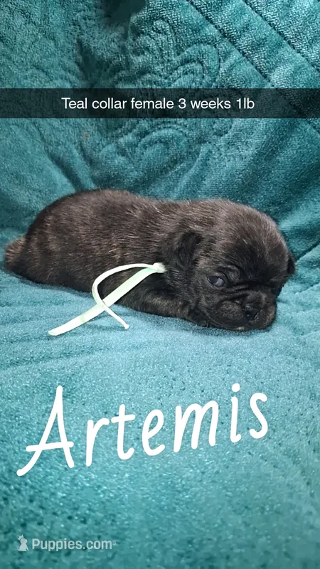 Artemis- brindle  – Pug puppy for sale in Summersville, MO