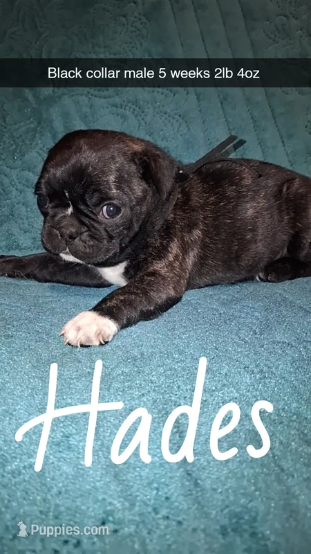Hades-ACA-CKC- brindle  – Pug puppy on hold in Summersville, MO