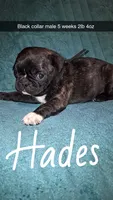 Hades-ACA-CKC- brindle , a male Pug for sale in Summersville, MO – 3 of 10