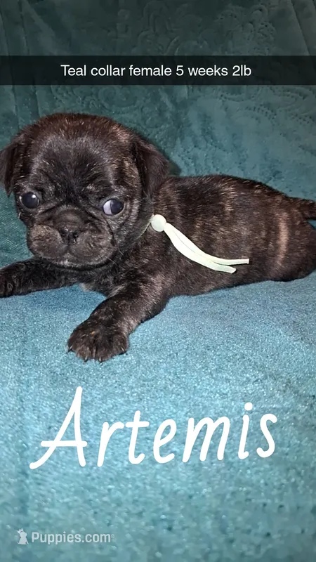 Artemis- brindle  – Pug puppy on hold in Summersville, MO