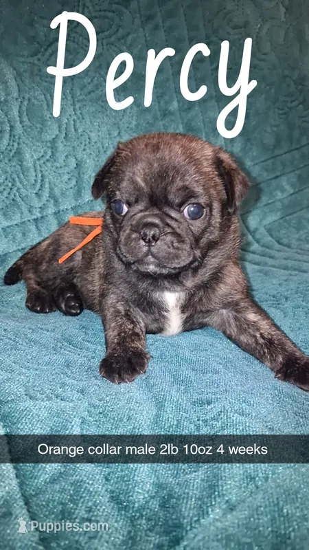 Percy- brindle  – Pug puppy for sale in Summersville, MO