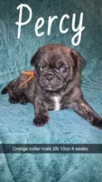 Percy-ACA-CKC- brindle , a male Pug for sale in Summersville, MO – 1 of 10