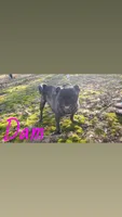 Annabeth , a female Pug for sale in Summersville, MO – 5 of 5