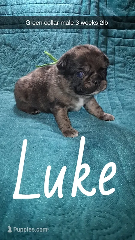 Luke- merle  – Pug puppy for sale in Summersville, MO