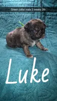 Luke- 1 blue eye , a male Pug for sale in Summersville, MO – 1 of 7