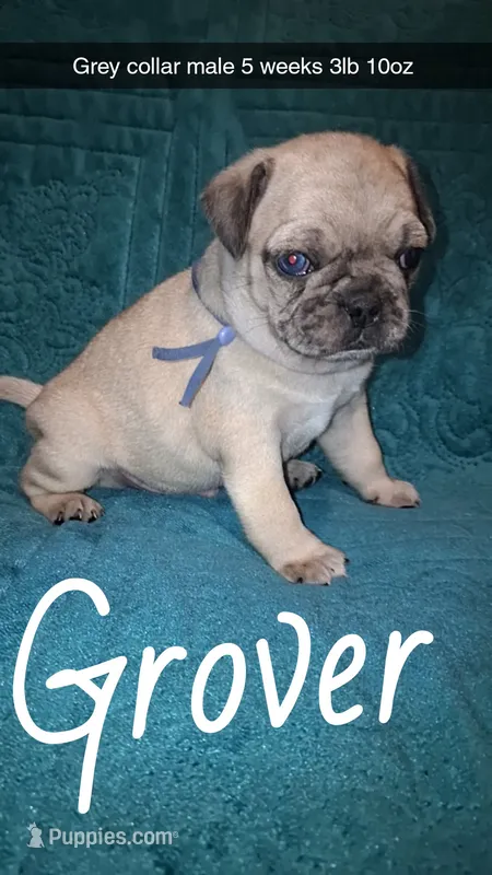 Grover-ACA-CKC- 1 blue eye  – Pug puppy for sale in Summersville, MO