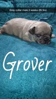 Grover- 1 blue eye , a male Pug for sale in Summersville, MO – 1 of 7