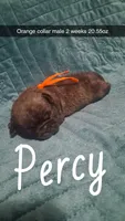 Percy, a male Pug for sale in Summersville, MO – 1 of 5