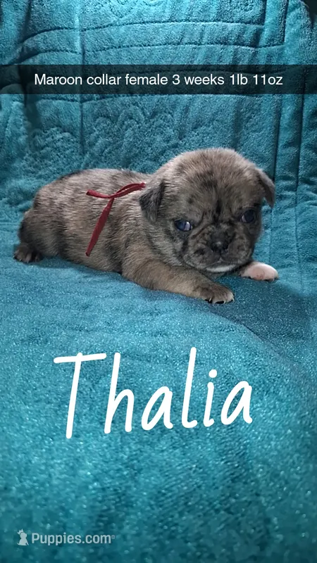 Thalia- merle  – Pug puppy for sale in Summersville, MO