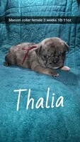 Thalia- 1 blue eye , a female Pug for sale in Summersville, MO – 1 of 7