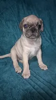 Grover-ACA-CKC- 1 blue eye , a male Pug for sale in Summersville, MO – 7 of 10