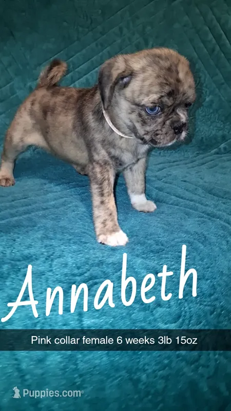 Annabeth-ACA-CKC- blue eyes – Pug puppy for sale in Summersville, MO