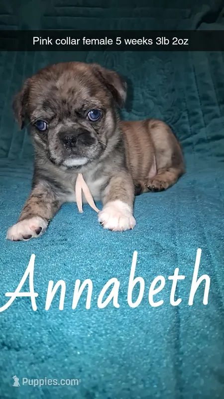 Annabeth-ACA-CKC- blue eyes – Pug puppy for sale in Summersville, MO