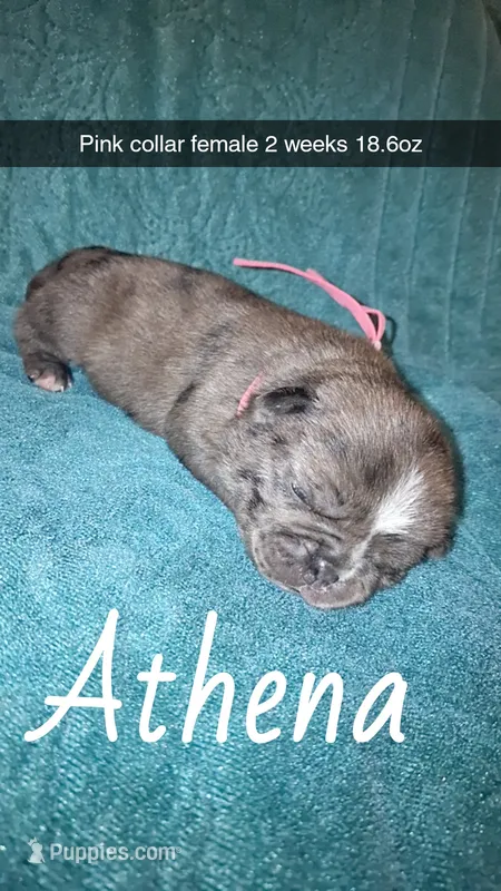 Athena- merle – Pug puppy for sale in Summersville, MO