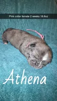 Athena- merle, a female Pug for sale in Summersville, MO – 1 of 5
