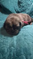 Athena- 1 blue eye , a female Pug for sale in Summersville, MO – 2 of 8