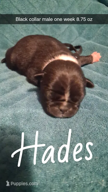 Hades – Pug puppy for sale in Summersville, MO