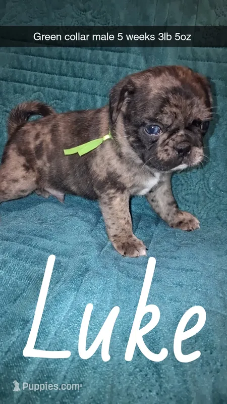 Luke-ACA-CKC- 1 blue eye  – Pug puppy for sale in Summersville, MO