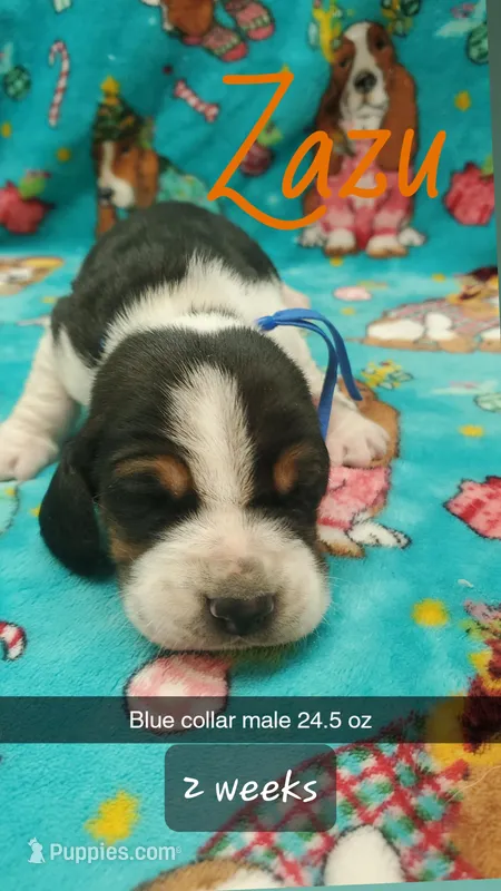 Zazu – Basset Hound puppy for sale in Summersville, MO