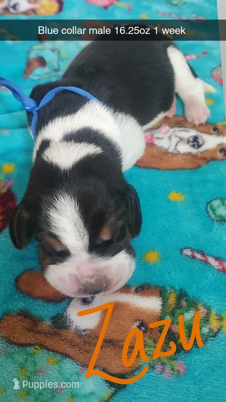Zazu – Basset Hound puppy for sale in Summersville, MO