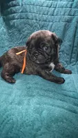 Percy-ACA-CKC- brindle , a male Pug for sale in Summersville, MO – 3 of 10