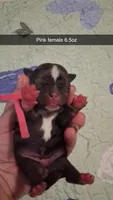Athena , a female Pug for sale in Summersville, MO – 2 of 4