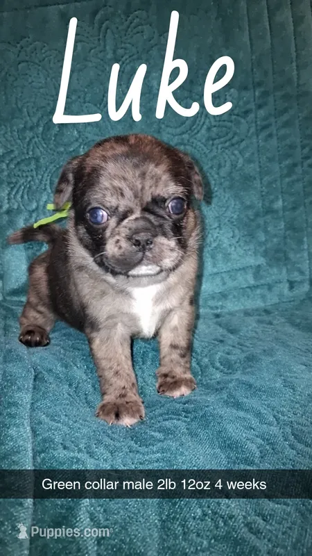 Luke- 1 blue eye  – Pug puppy for sale in Summersville, MO