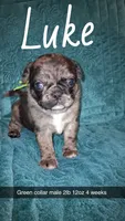 Luke-ACA-CKC- 1 blue eye , a male Pug for sale in Summersville, MO – 1 of 9