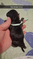 Artemis , a female Pug for sale in Summersville, MO – 2 of 4