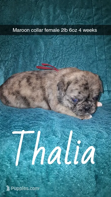 Thalia- 1 blue eye  – Pug puppy for sale in Summersville, MO