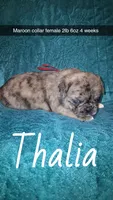 Thalia-ACA-CKC- 1 blue eye , a female Pug for sale in Summersville, MO – 1 of 9