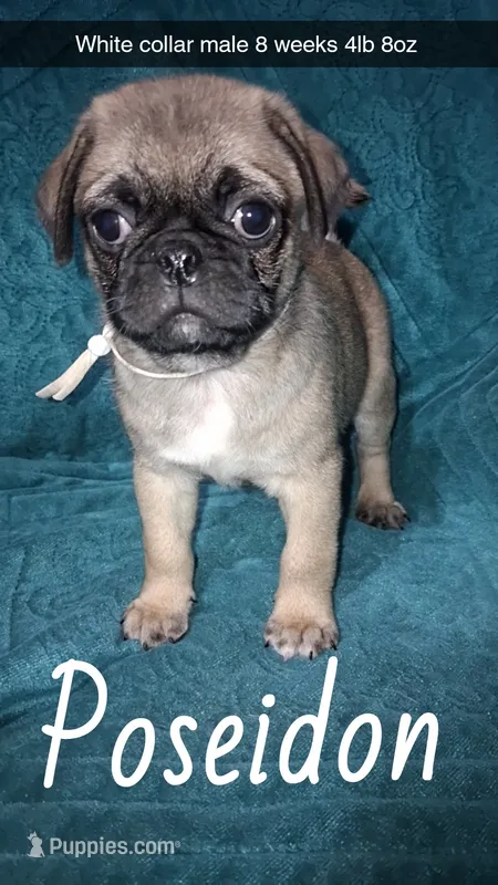 Poseidon-ACA-CKC- fawn – Pug puppy for sale in Summersville, MO