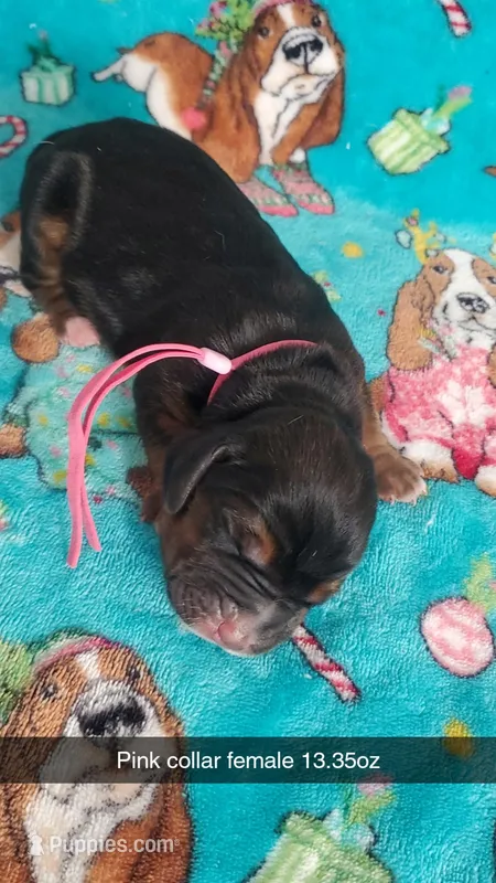 Kiara – Basset Hound puppy on hold in Summersville, MO