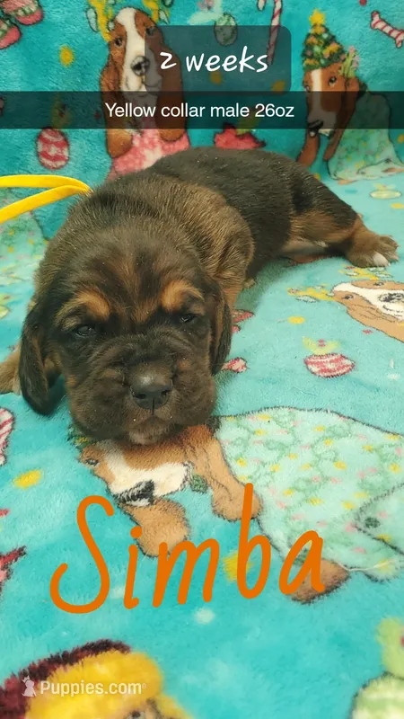 Simba – Basset Hound puppy for sale in Summersville, MO