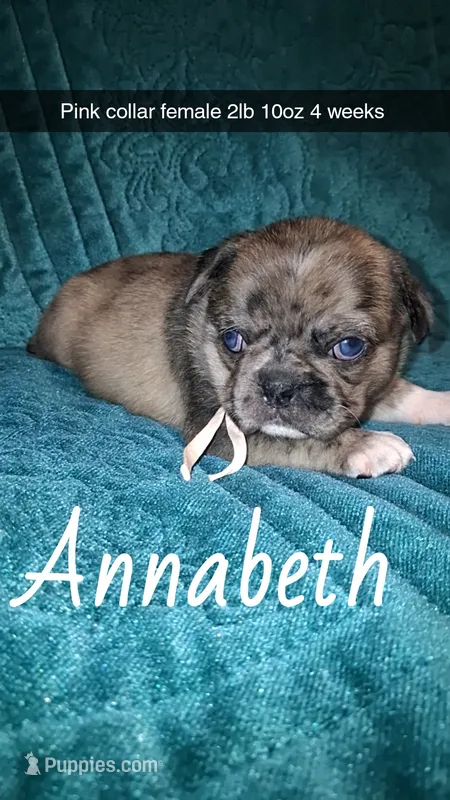 Annabeth- blue eyes – Pug puppy for sale in Summersville, MO