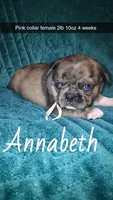 Annabeth-ACA-CKC- blue eyes, a female Pug for sale in Summersville, MO – 1 of 9