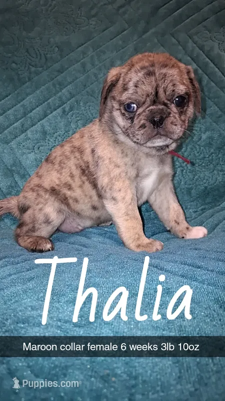 Thalia-ACA-CKC- 1 blue eye  – Pug puppy for sale in Summersville, MO