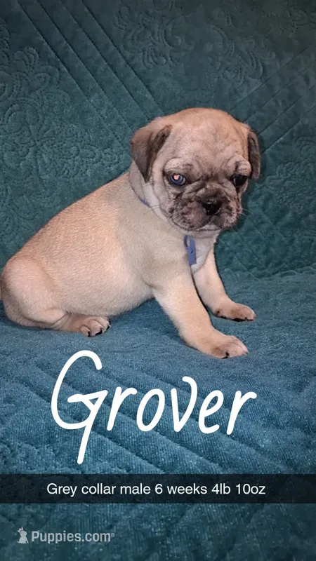 Grover-ACA-CKC- 1 blue eye  – Pug puppy for sale in Summersville, MO