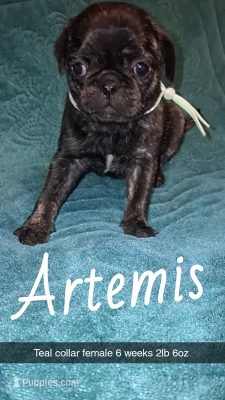 Artemis- brindle  – Pug puppy on hold in Summersville, MO