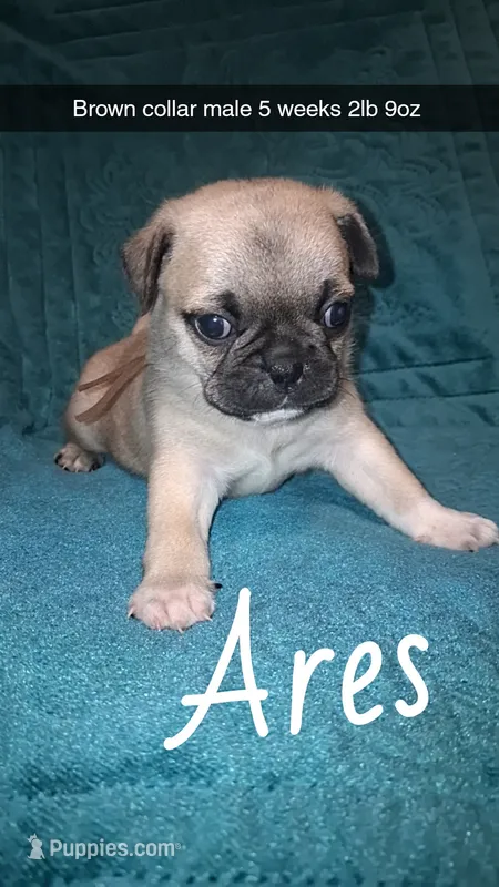 Ares-ACA-CKC- fawn  – Pug puppy for sale in Summersville, MO