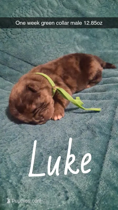 Luke – Pug puppy for sale in Summersville, MO