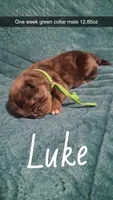 Luke, a male Pug for sale in Summersville, MO – 1 of 5