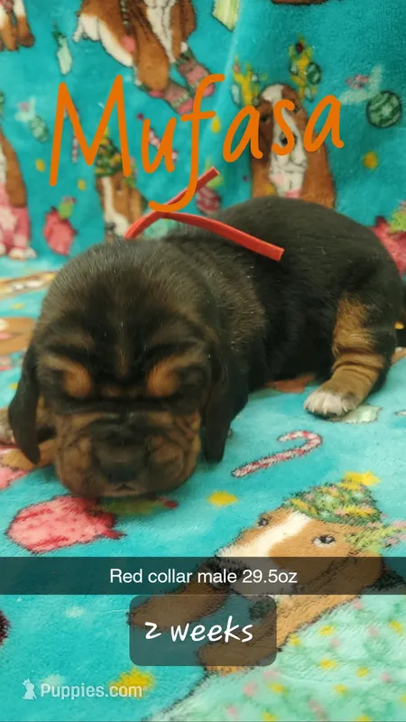 Mufasa  – Basset Hound puppy for sale in Summersville, MO
