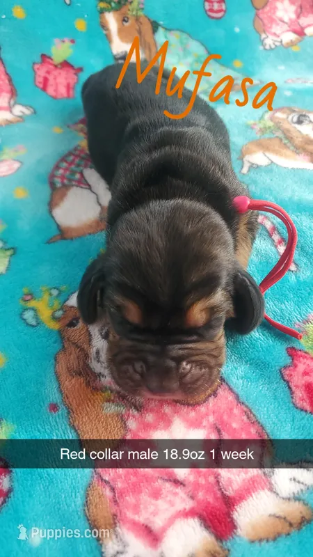 Mufasa  – Basset Hound puppy for sale in Summersville, MO