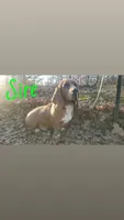 Mufasa , a male Basset Hound for sale in Summersville, MO – Photo 5 of 7