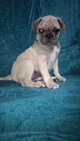 Grover-ACA-CKC- 1 blue eye , a male Pug for sale in Summersville, MO – 10 of 10