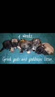 Athena-ACA-CKC- 1 blue eye , a female Pug for sale in Summersville, MO – 2 of 10
